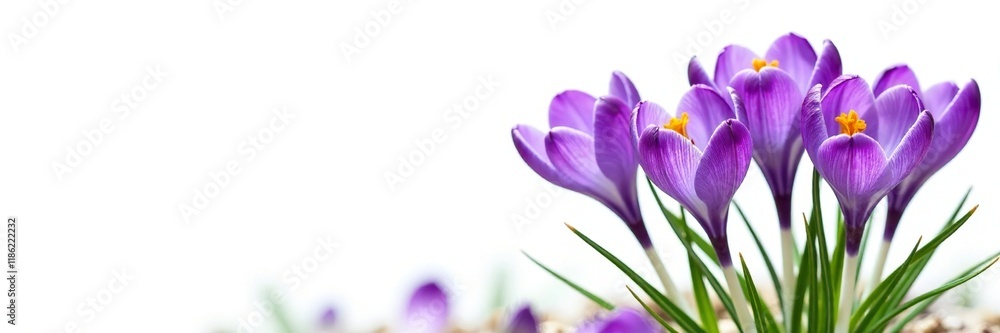 isolated purple crocus flowers against a white background, spring blooms, isolated purple crocus flowers against a white background, spring blooms,