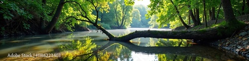 A fallen tree submerged in the Vasse River estuary, landscape, trees photo