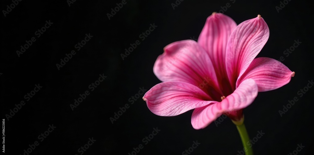Naklejka premium Delicate pink alstroemeria petals against a dark black background, flower, spring, pink