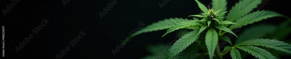 Black background with cannabis plant in focus, Plant, Dark Background, Pot Black background with cannabis plant in focus, Plant, Dark Background, Pot