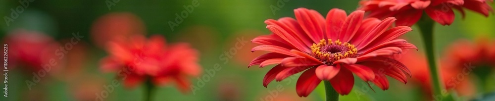 Bright red gerbera daisy flower blooms in a garden, roses, garden Bright red gerbera daisy flower blooms in a garden, roses, garden