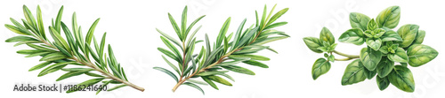 Fresh green herbs, rosemary sprigs, basil leaves, botanical illustration, vibrant colors, natural beauty, culinary use.