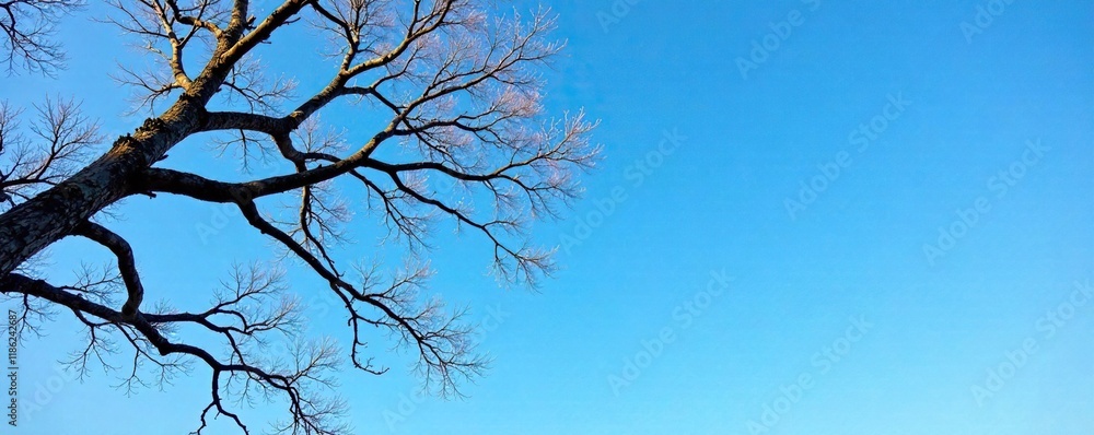 Obraz premium Bare tree limbs etched against the clear blue sky, blue, serene