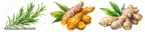 Fresh herbs illustration, turmeric roots, ginger roots, botanical watercolor style, culinary use, natural ingredients.
