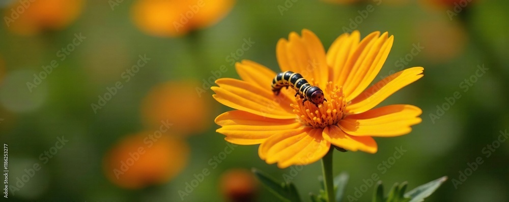 Obraz premium A small caterpillar on a bright orange flower, bloom, insect