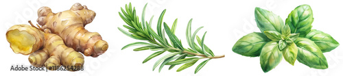 Fresh ginger root, aromatic rosemary sprigs, vibrant basil leaves, botanical watercolor illustration, culinary herbs, natural ingredients.