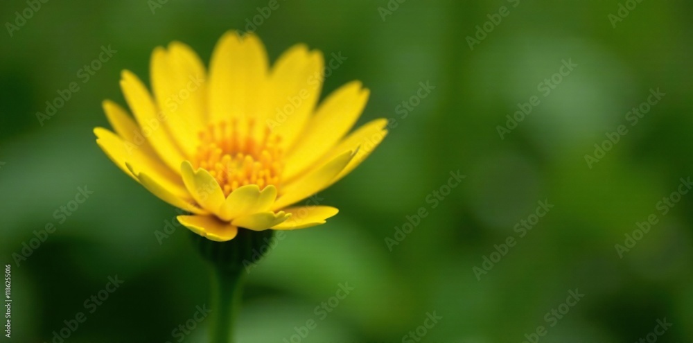 Bright yellow petals unfolding from green stem, flowers, nature, wildflower Bright yellow petals unfolding from green stem, flowers, nature, wildflower