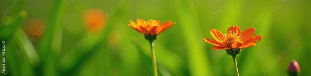 Three orange hawkweed flowers sway gently in a spring breeze, flowers, green, leaf Three orange hawkweed flowers sway gently in a spring breeze, flowers, green, leaf