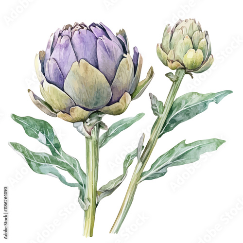 A watercolor drawing of an Artichoke flower, isolated on a white background. Artichoke flower vector.
