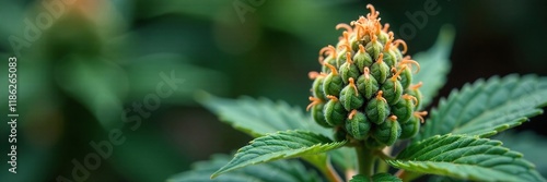 Trichome covered bud with a unique natural shape, small, nature photo