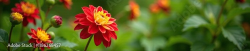 Red and yellow dahlia flower blooming amidst lush greenery, gardenbed, bloom photo