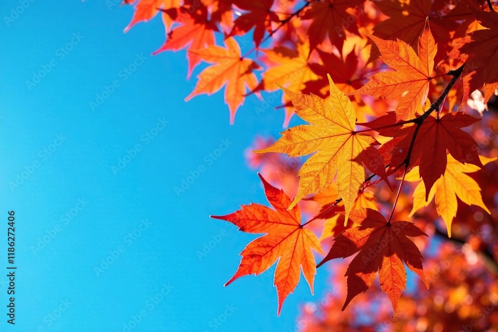Colorful maple leaves against a bright blue sky, tree, nature, sky Colorful maple leaves against a bright blue sky, tree, nature, sky
