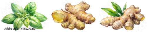 Fresh basil leaves, ginger root illustrations, vibrant watercolor style, culinary herbs, natural ingredients, botanical art.