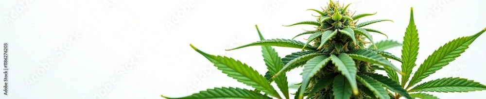 Large cannabis plant with buds on white background, plant life, leaves