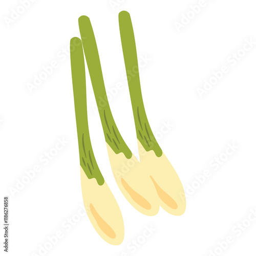 Bunch of Lemongrass Illustration herb