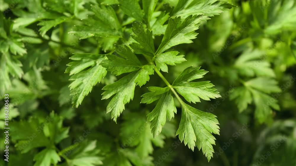 Fresh parsley in the garden Fresh parsley in the garden