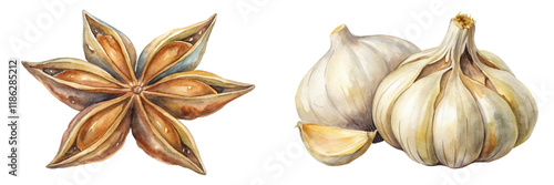 Watercolor illustration, star anise, garlic bulbs, botanical art, culinary herbs, natural colors, food illustration.