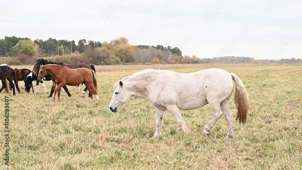 white horse walking calmly on pasture herd of horses walking and eating grass nature in natural habitat. concept of horse as symbol of freedom and sustainability, play important role in environment. white horse walking calmly on pasture herd of horses walking and eating grass nature in natural habitat. concept of horse as symbol of freedom and sustainability, play important role in environment.