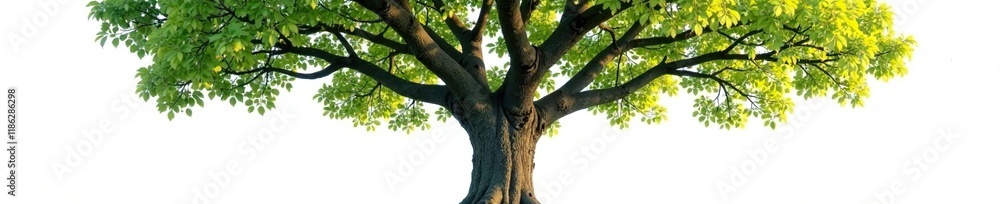 Vast tree with numerous branches and leaves in front of a clean white surface, branches, foliage Vast tree with numerous branches and leaves in front of a clean white surface, branches, foliage