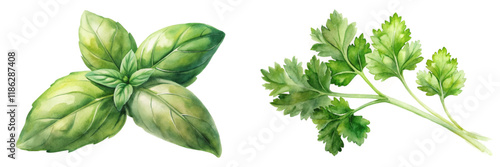 Fresh basil leaves, vibrant green, watercolor style, culinary herbs, natural ingredients, healthy cooking, organic produce.
