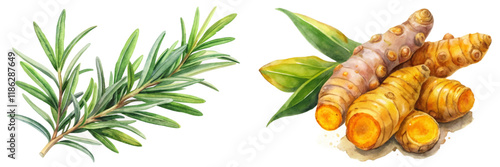 Fresh rosemary sprig, vibrant turmeric roots, natural herbs, botanical illustration, culinary ingredients, healthy lifestyle.