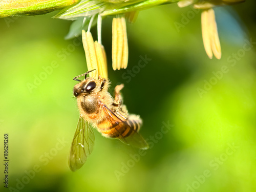 Honey bees suck cornflower nectar, macro shot of Asian honey bee (apis cerana) photo