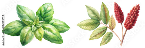 Fresh basil leaves, vibrant green foliage, botanical illustration, natural herbs, watercolor style, culinary use.