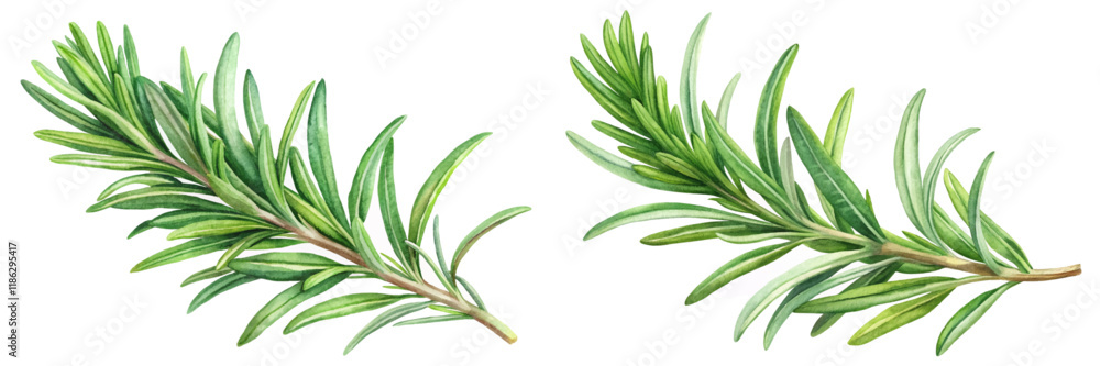 Obraz premium Fresh rosemary sprigs, vibrant green leaves, botanical illustration, culinary herbs, natural elements, organic design.