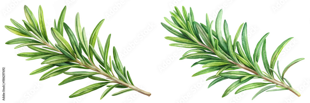 Fototapeta premium Fresh rosemary sprigs, vibrant green leaves, botanical illustration, culinary herbs, natural elements, organic design.