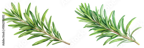 Fresh rosemary sprigs, vibrant green leaves, botanical illustration, culinary herbs, natural elements, organic design.