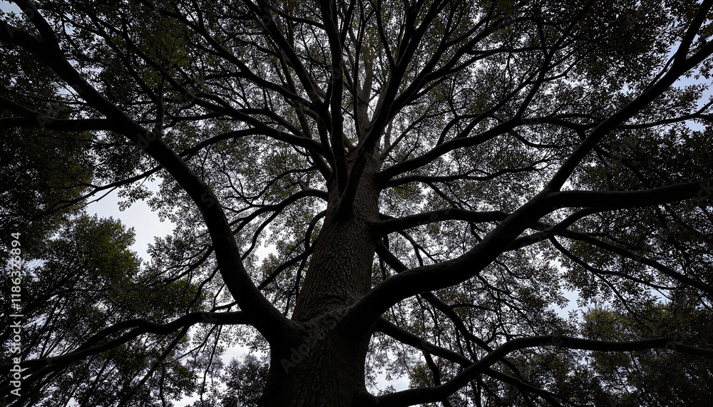 Dramatic perspective of a large tree canopy with intense contrast between light and shadow, photorealistic style Dramatic perspective of a large tree canopy with intense contrast between light and shadow, photorealistic style