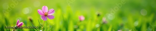 Pink flower of mallow grows in a lush green meadow, grass, bloom, wildflowers