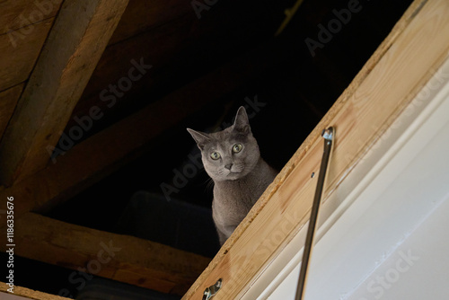 Russian Blue cat looking down from the attic