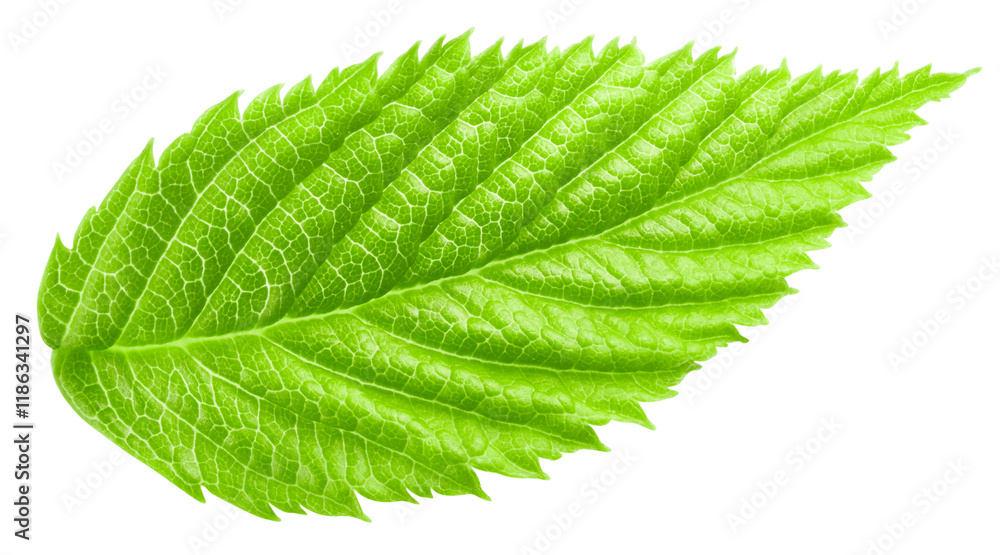 Raspberry leaf isolated on white background Raspberry leaf isolated on white background