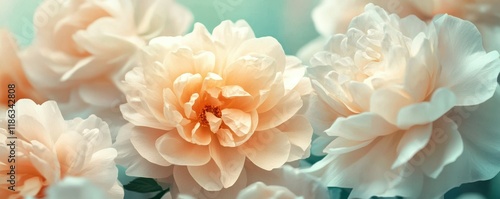 Floral art composition, soft colors, abstract style, featuring large blooming flowers in beige, white, and muted turquoise background, capturing a serene and dreamy