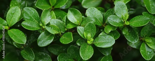 fresh green bush with rain droplets on leaves under a gentle rain shower