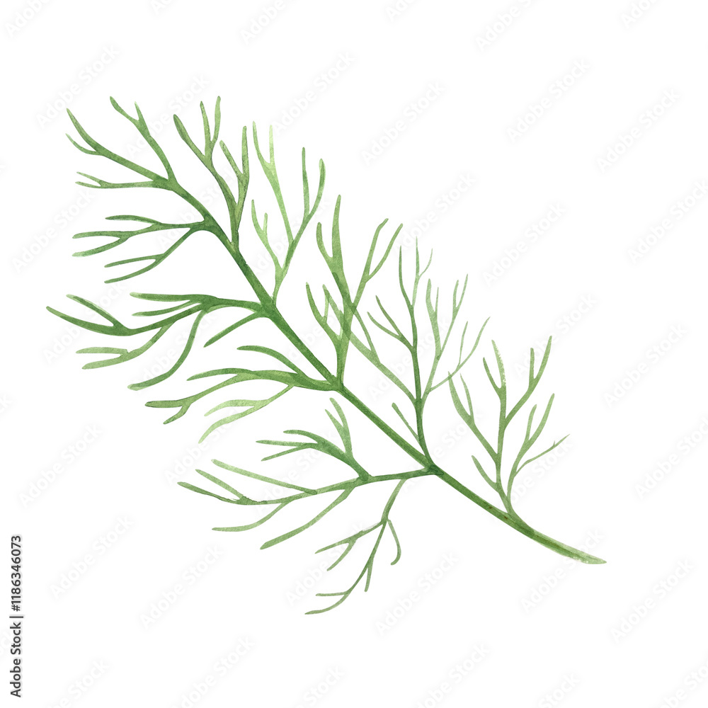Fototapeta premium Dill leafs watercolor illustration isolated on white. High quality illustration. Hand painted garden herb great for spice packages, herbal tea, oil infusions, recipe books, cards, decor and design