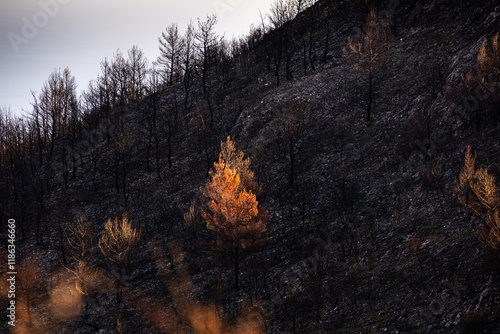 After fire landscape in Greece. Burned forests trees on the hills next to Athens. Photo of the dramatic fires effects in Greece. Global warming.
