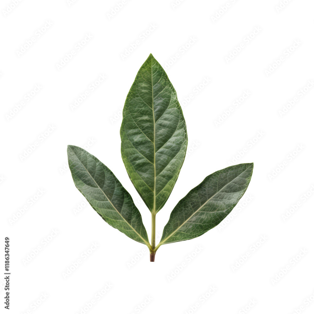 Obraz premium Bay Leaf Sprig: A trio of vibrant, green bay leaves form a delicate sprig, isolated against a clean backdrop, ready to add a touch of natural elegance to your culinary or botanical projects.
