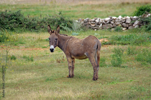 A donkey in a field looking straight at the camera, in the area of Kolan on the island of Pag, Croatia photo