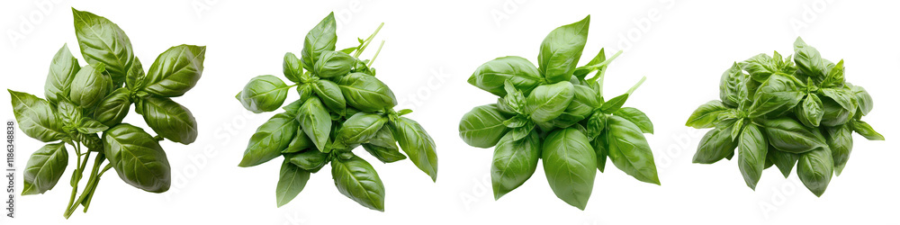 Closeup of a variety of freshly harvested aromatic green herbs like basil and mint leaves displayed on a plain white background Closeup of a variety of freshly harvested aromatic green herbs like basil and mint leaves displayed on a plain white background