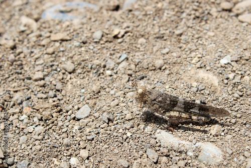 Pale-winged grasshopper camouflaged among the stones photo