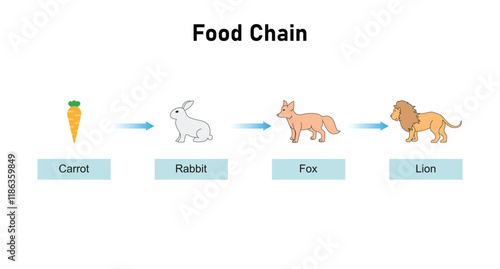 Food Chain Science Design. Vector Illustration.