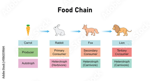 Food Chain Science Design. Vector Illustration.