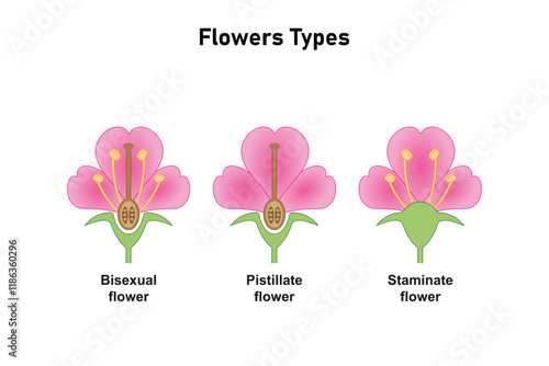 Flowers Types Science Design. Vector Illustration.
