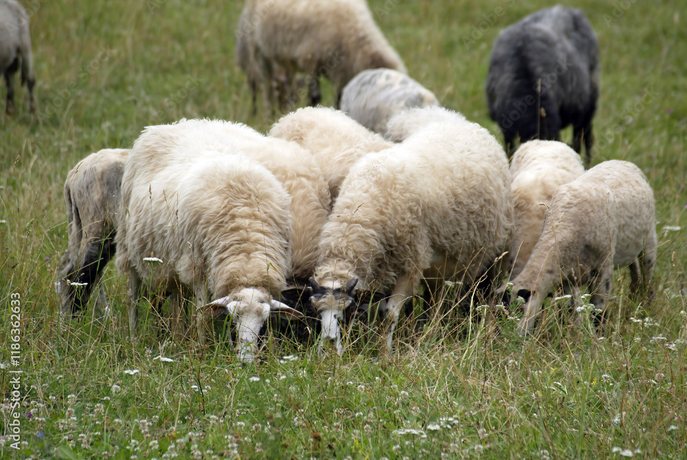 Obraz premium Sheep graze in a meadow on Velebit mountain, Croatia