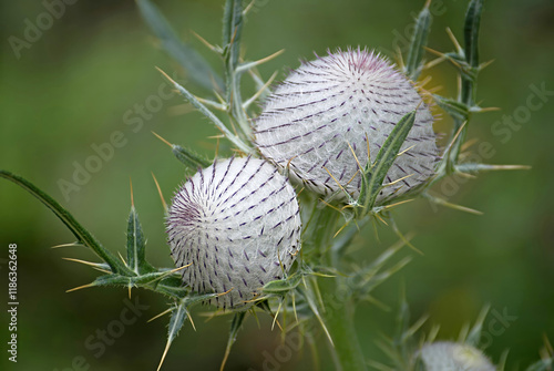 Woolly Thistle (Cirsium eriophorum), flower bud photo