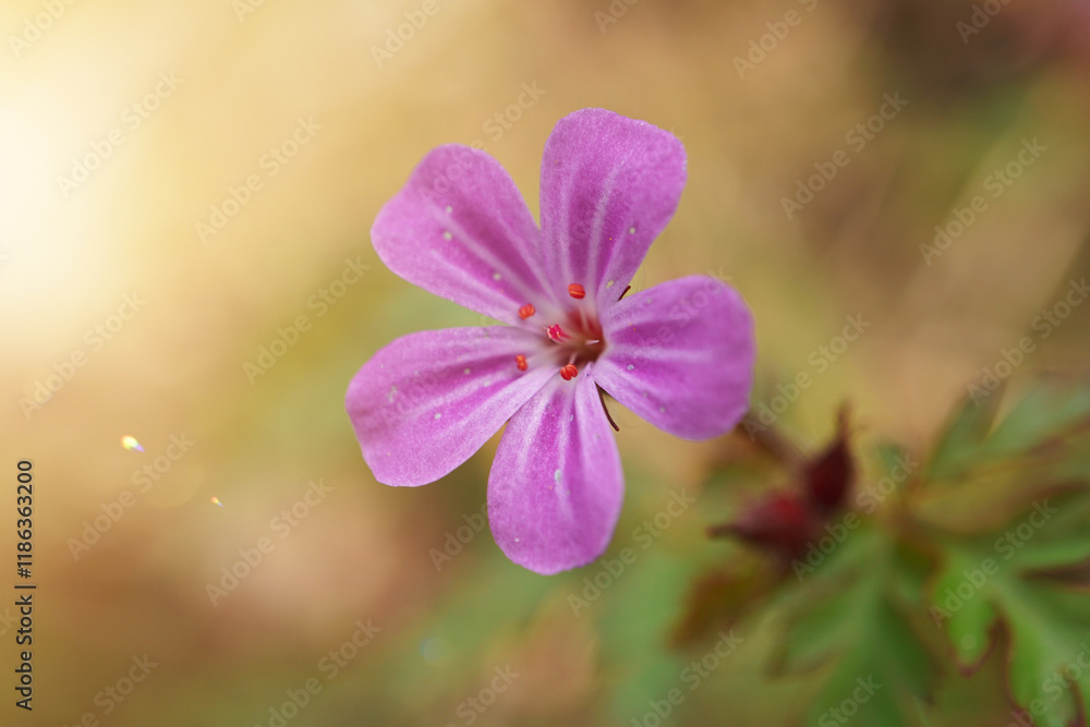 beautiful pink flower in the garden in springtime beautiful pink flower in the garden in springtime