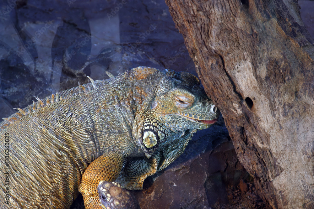 Common iguana (Iguana iguana) also called green iguana in the Zoo in Zagreb, Croatia