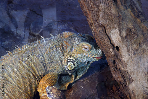 Obraz na płótnie Common iguana (Iguana iguana) also called green iguana in the Zoo in Zagreb, Croatia w salonie
